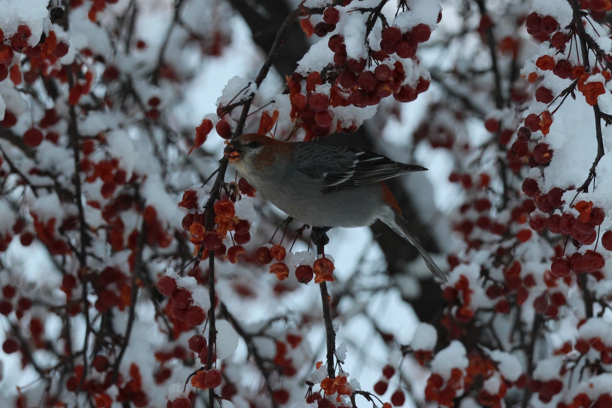 Pinu-gailupa - ML647798745