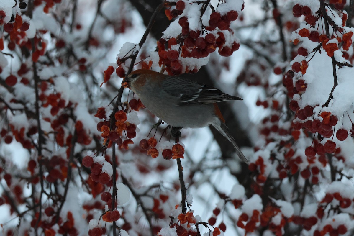 Pinu-gailupa - ML647798746