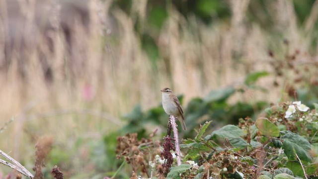 Sedge Warbler - ML647798762