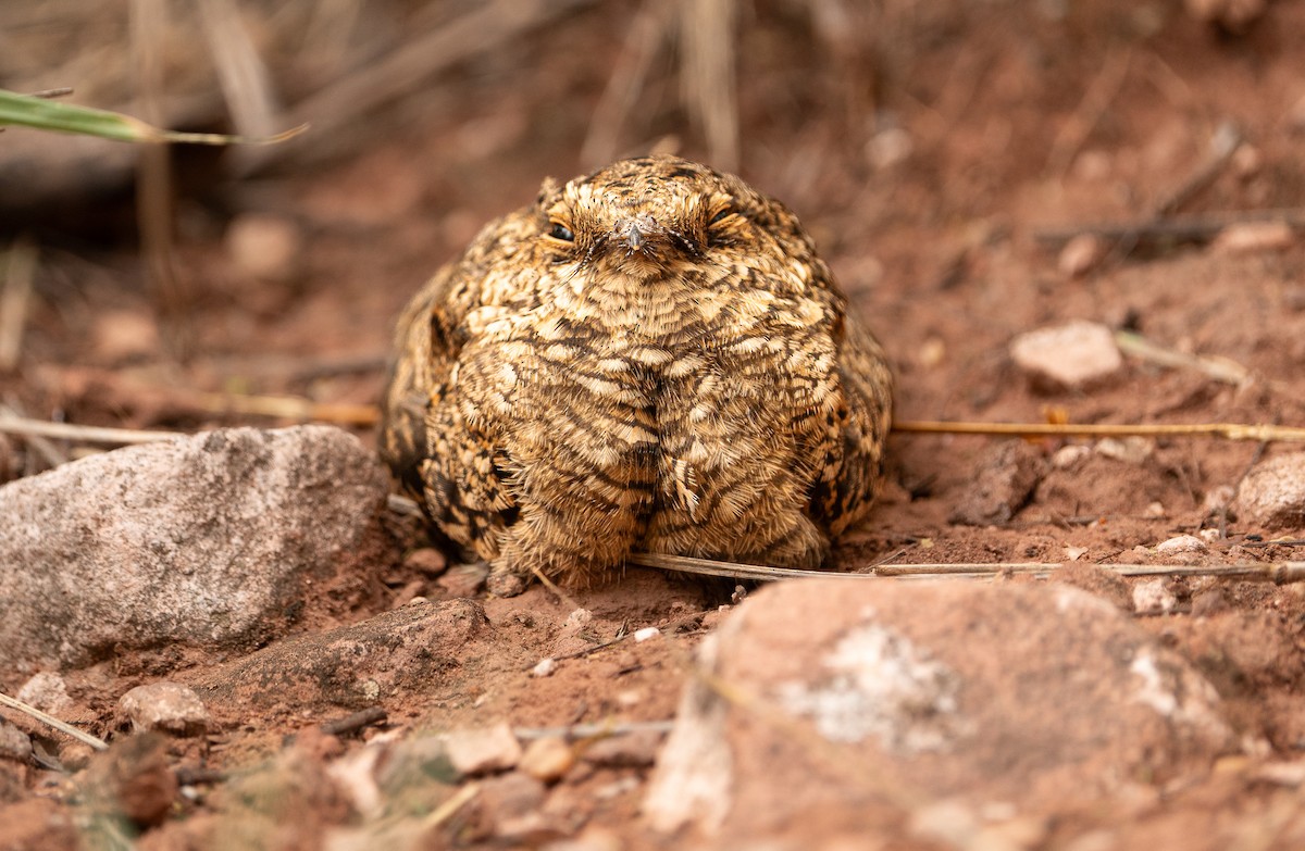 Scissor-tailed Nightjar - ML647798782