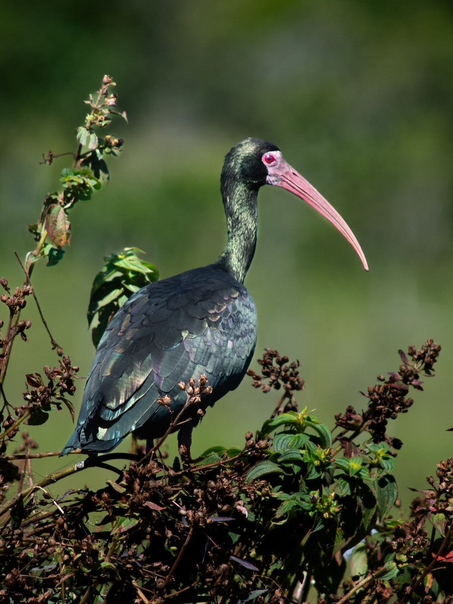 Ibis Afeitado - ML647798814