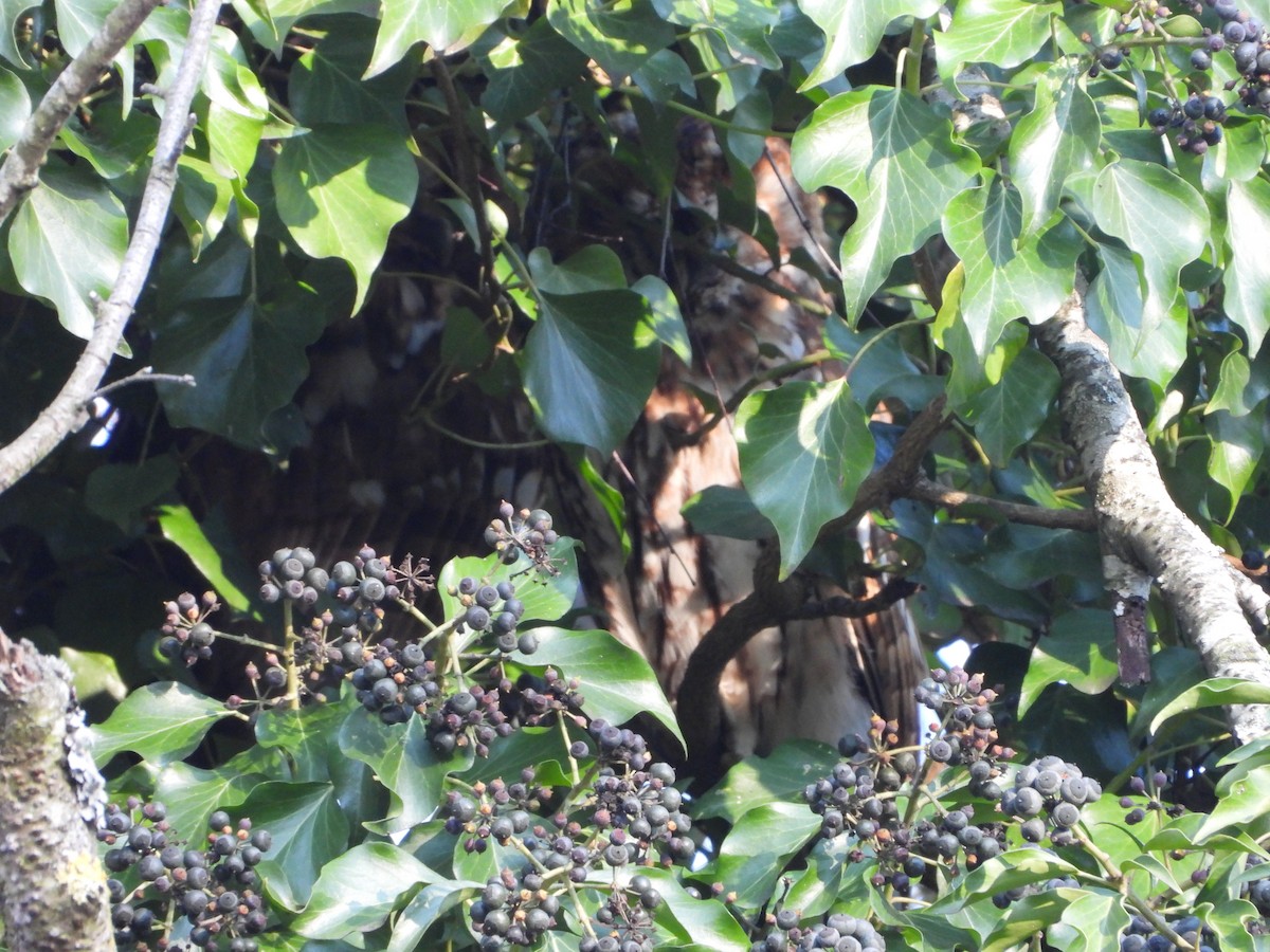 Urubi arrunta - ML647798826