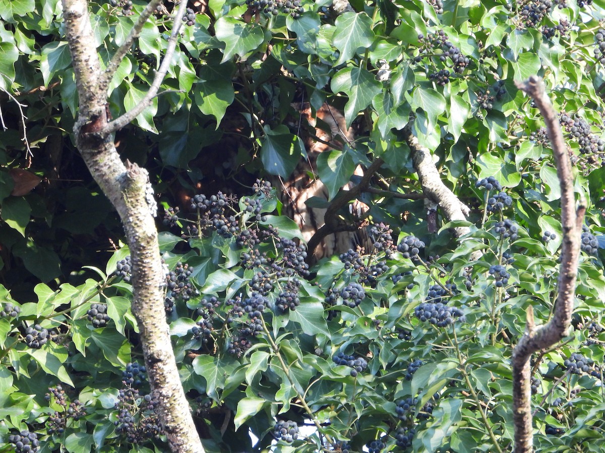 Urubi arrunta - ML647798827