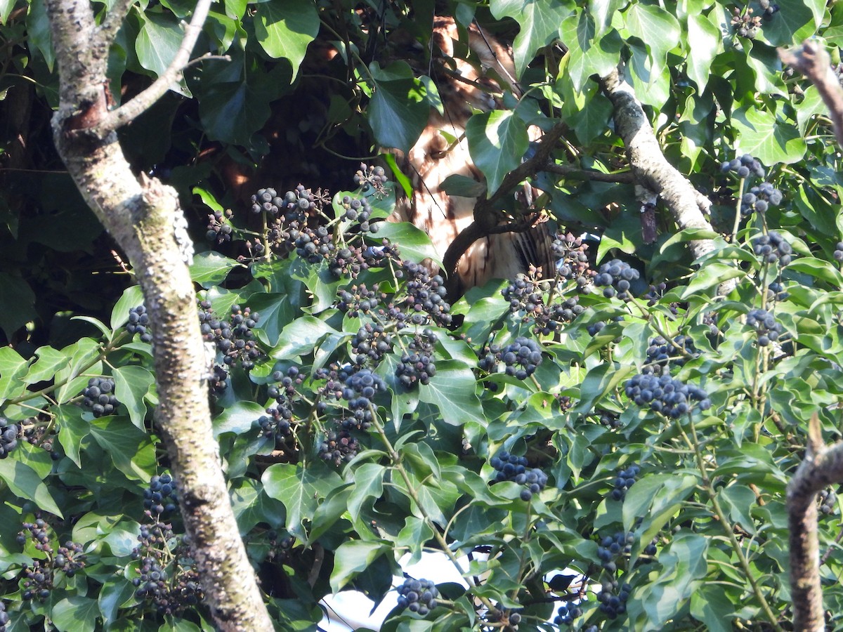 Urubi arrunta - ML647798828