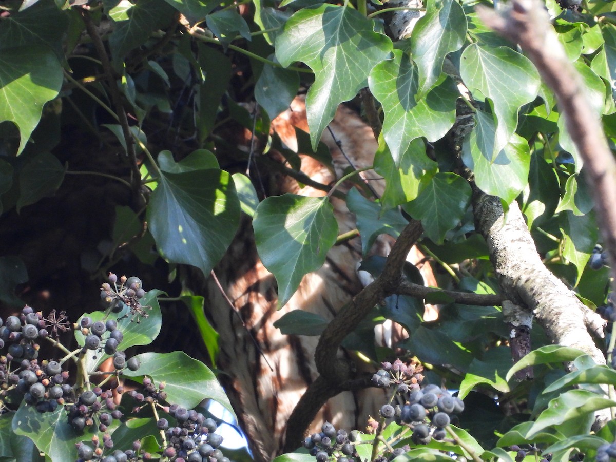 Urubi arrunta - ML647798829