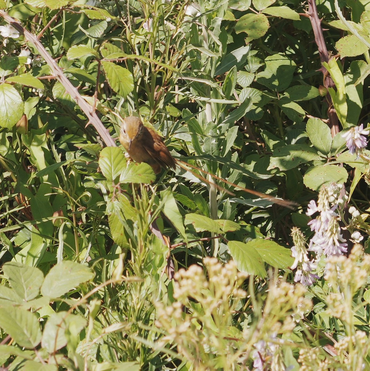 Des Murs's Wiretail - ML647798850