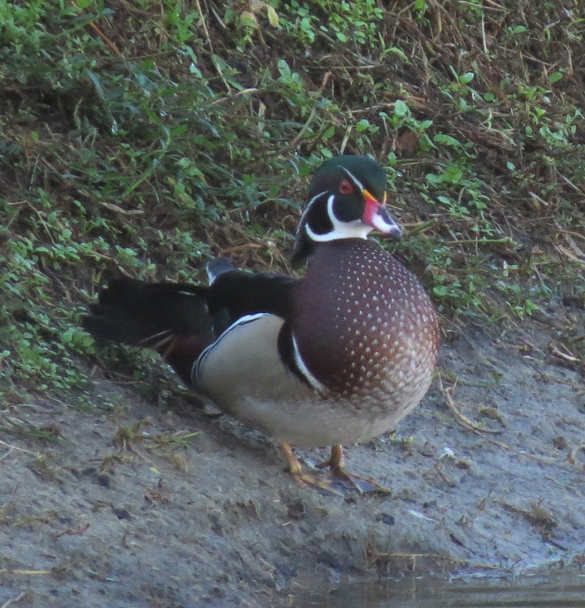 Ahate karolinarra - ML647798859