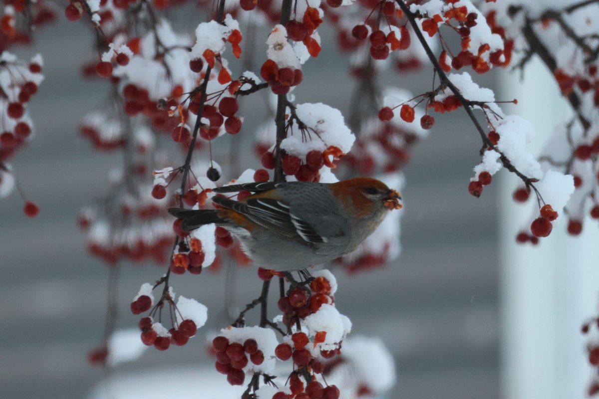 Pinu-gailupa - ML647798865