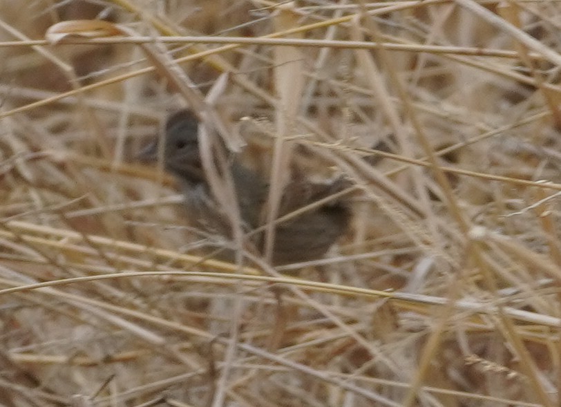 strnadec pruhohlavý - ML647798875