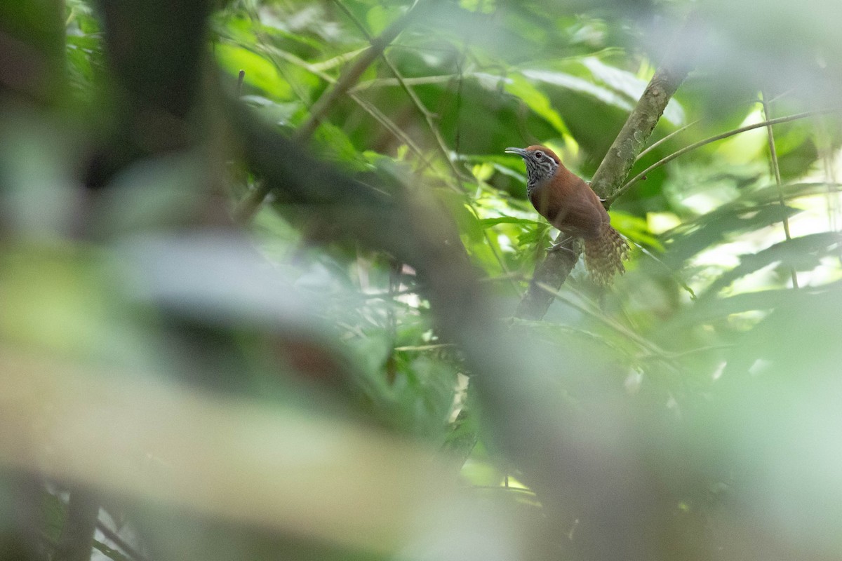 Spot-breasted Wren - ML647798878