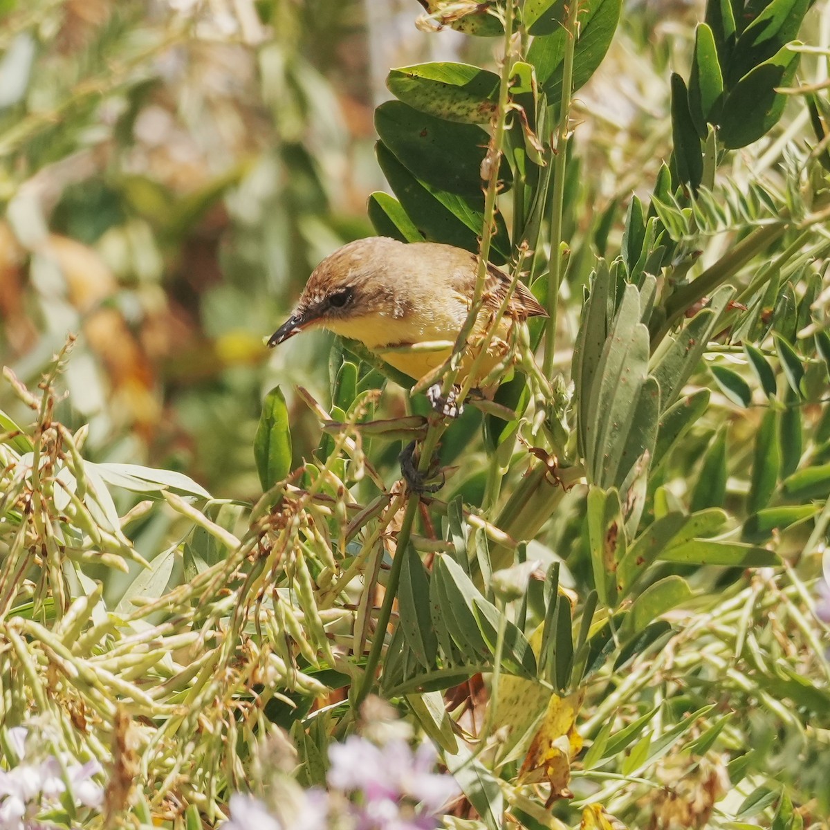 Ticking Doradito - ML647798904