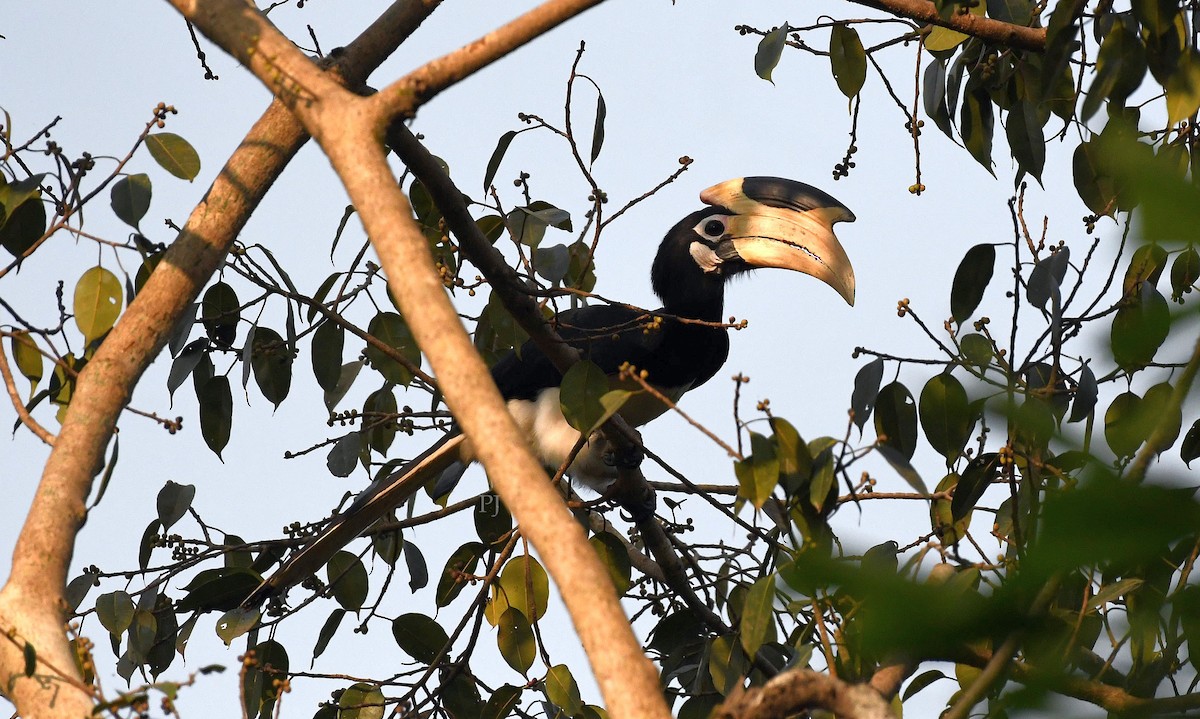 Malabar Pied-Hornbill - ML647798969