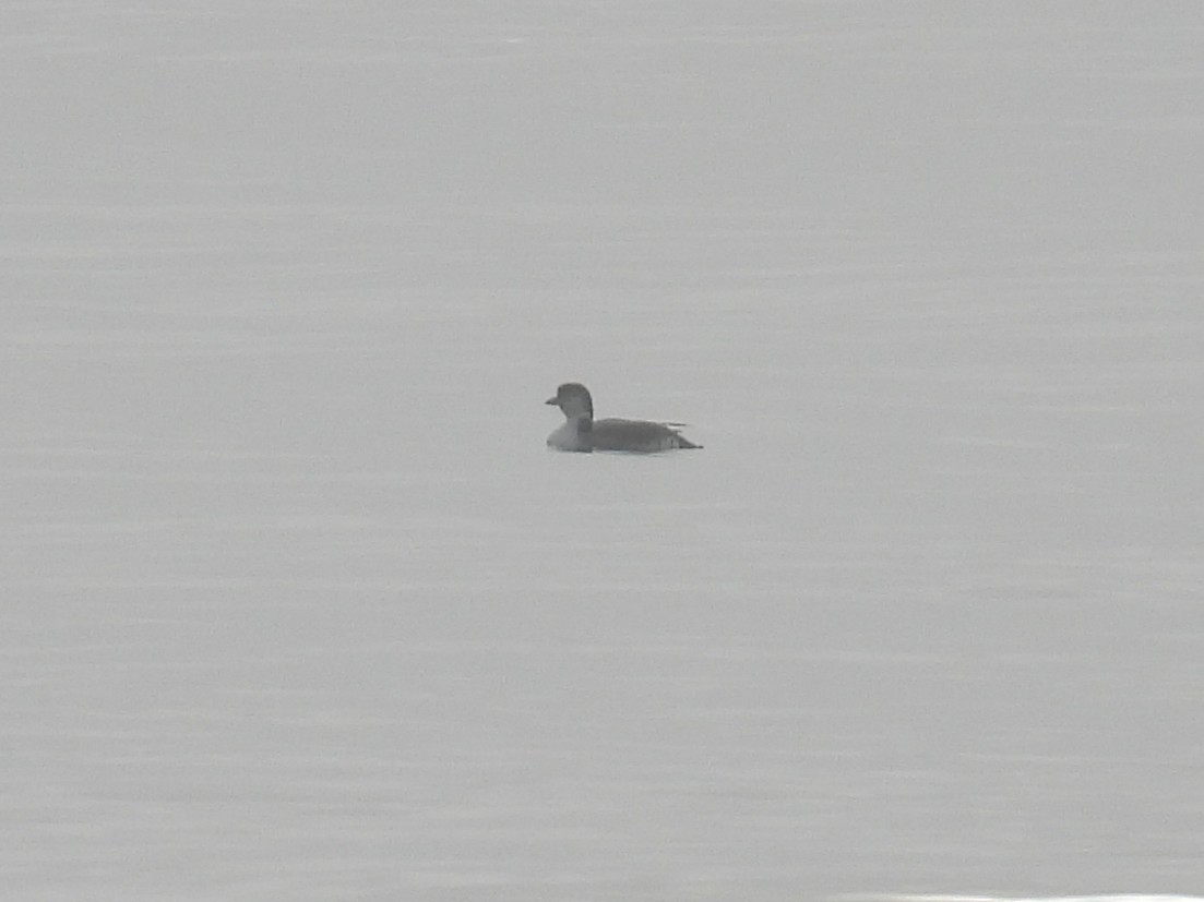Common Loon - ML647798987