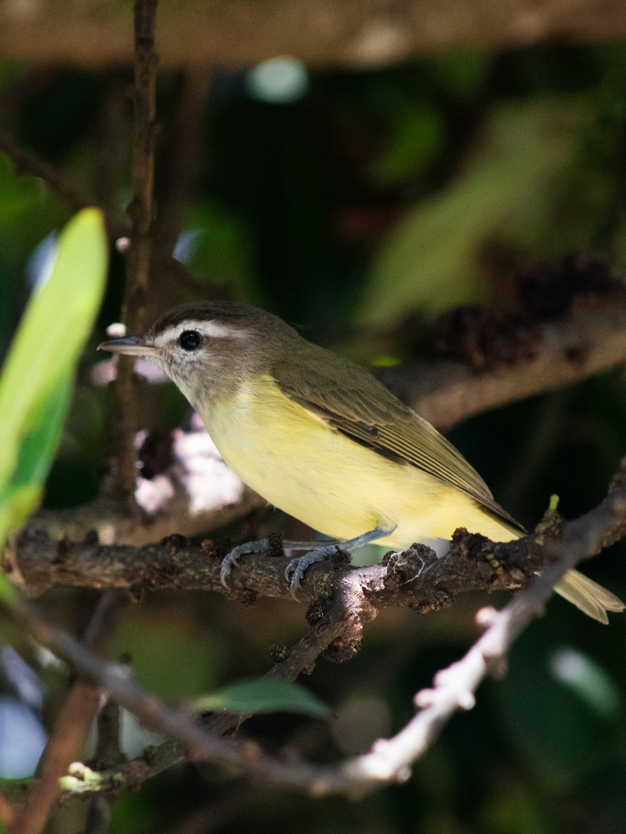 Brown-capped Vireo - ML647799006
