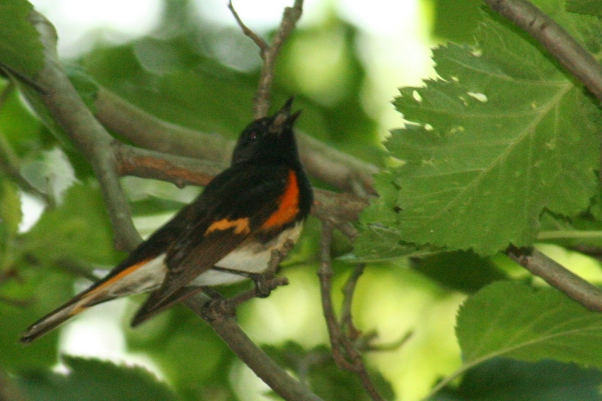 סבכון חכלילי - ML647799012