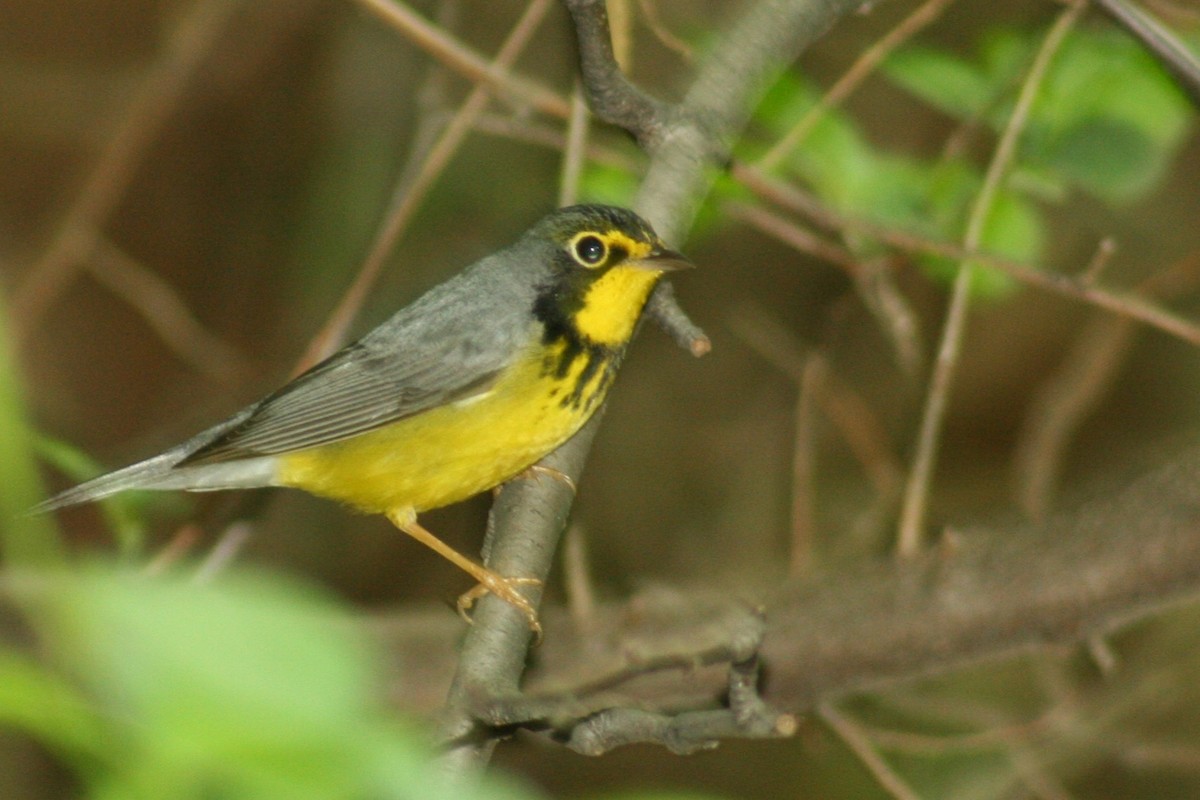 Канадская вильсония - ML647799046