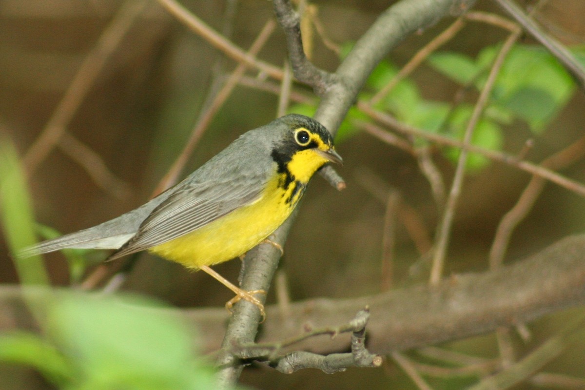 Канадская вильсония - ML647799047