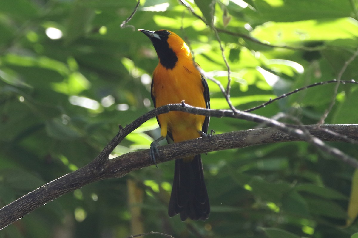Altamira Oriole - ML647799051