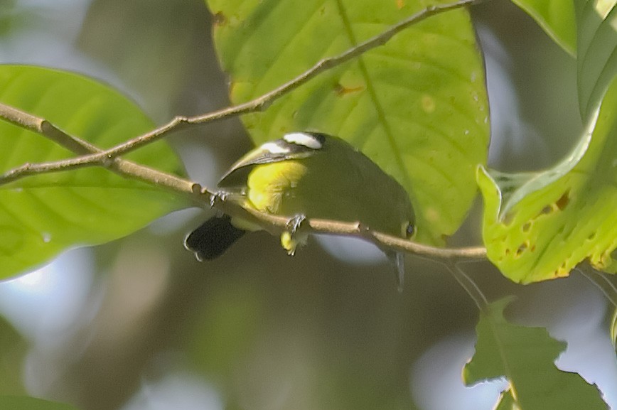 Green Iora - ML647799062