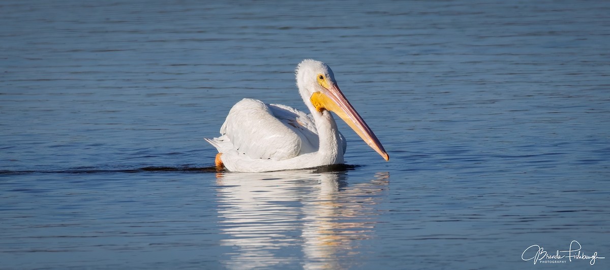 American White Pelican - ML647799066