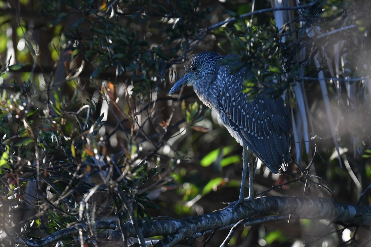 Yellow-crowned Night Heron - ML647799067