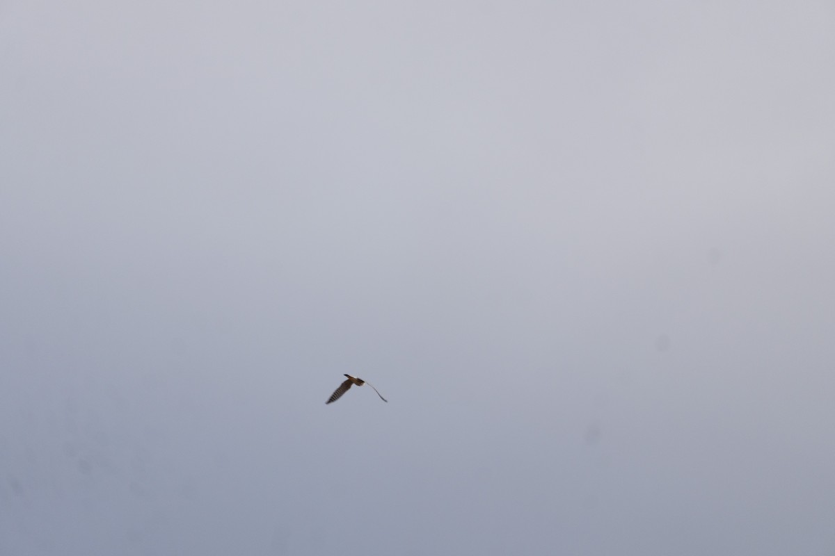 灰背隼 - ML647799068