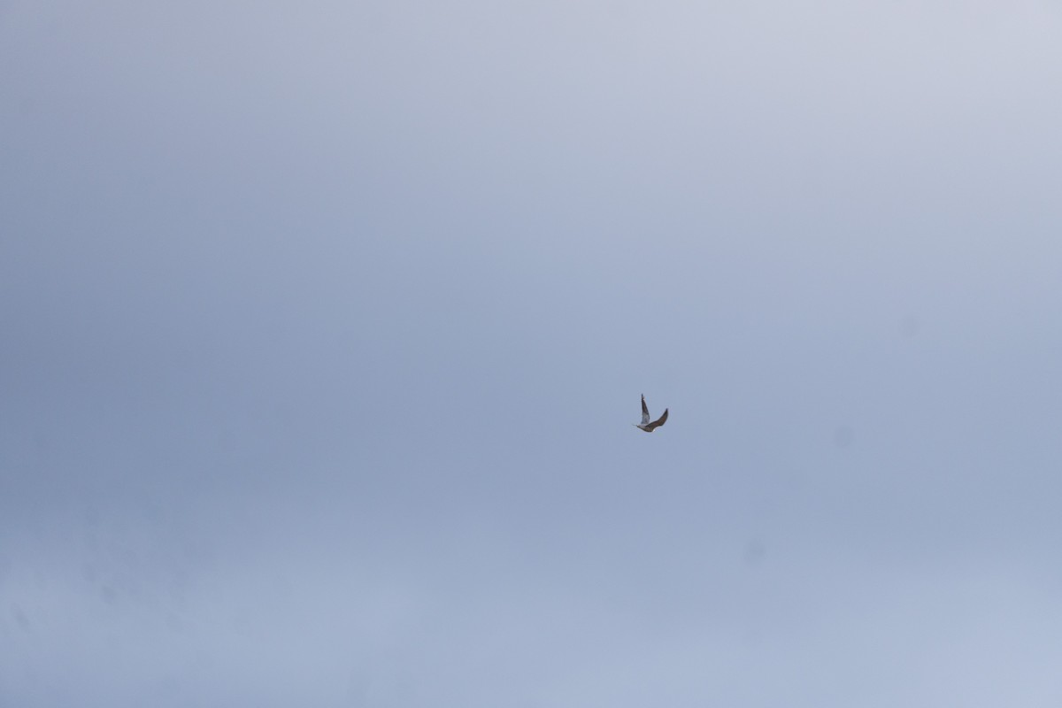 灰背隼 - ML647799069