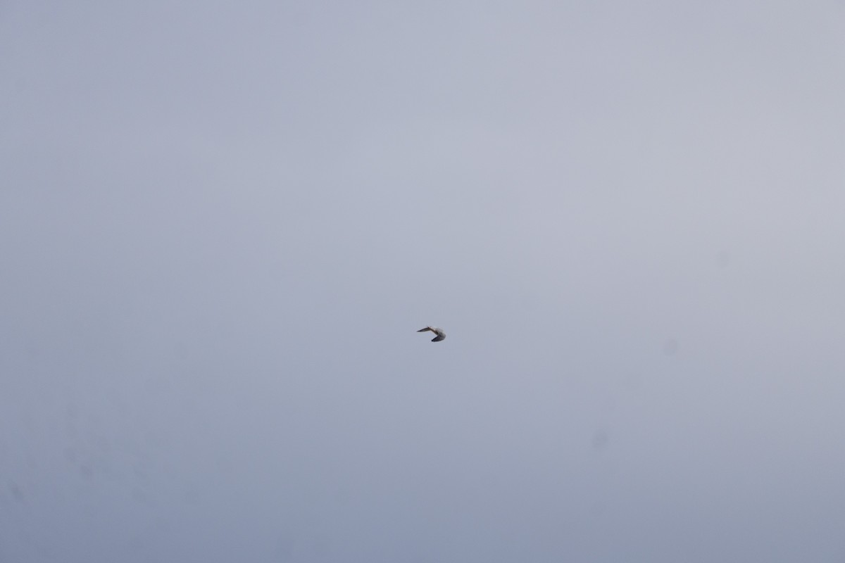 灰背隼 - ML647799070