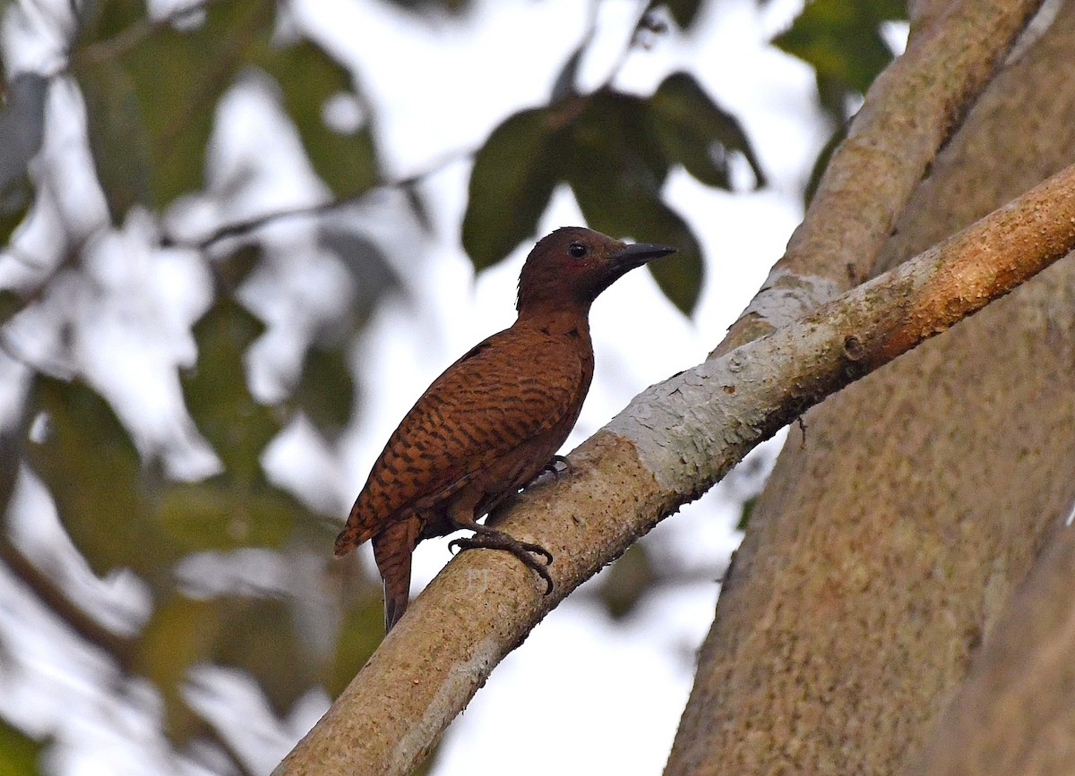 Rufous Woodpecker - ML647799071