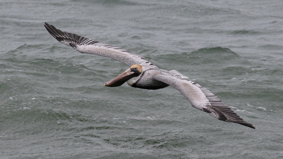 Brown Pelican - ML647799072