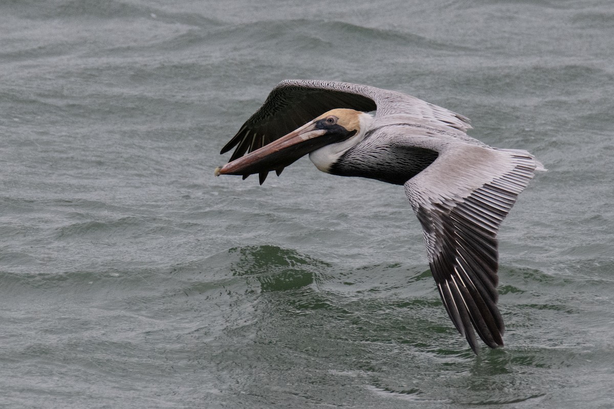 Brown Pelican - ML647799073
