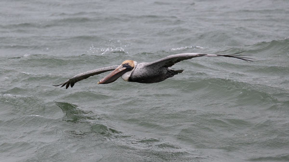 Brown Pelican - ML647799074