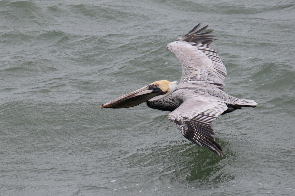 Brown Pelican - ML647799075