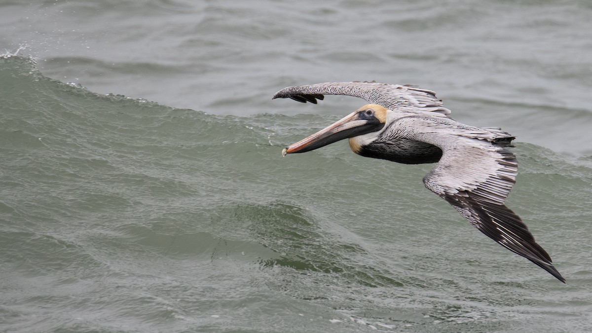 Brown Pelican - ML647799076