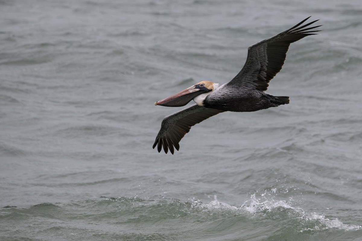 Brown Pelican - ML647799077