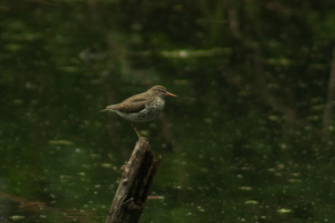 Spotted Sandpiper - ML647799078