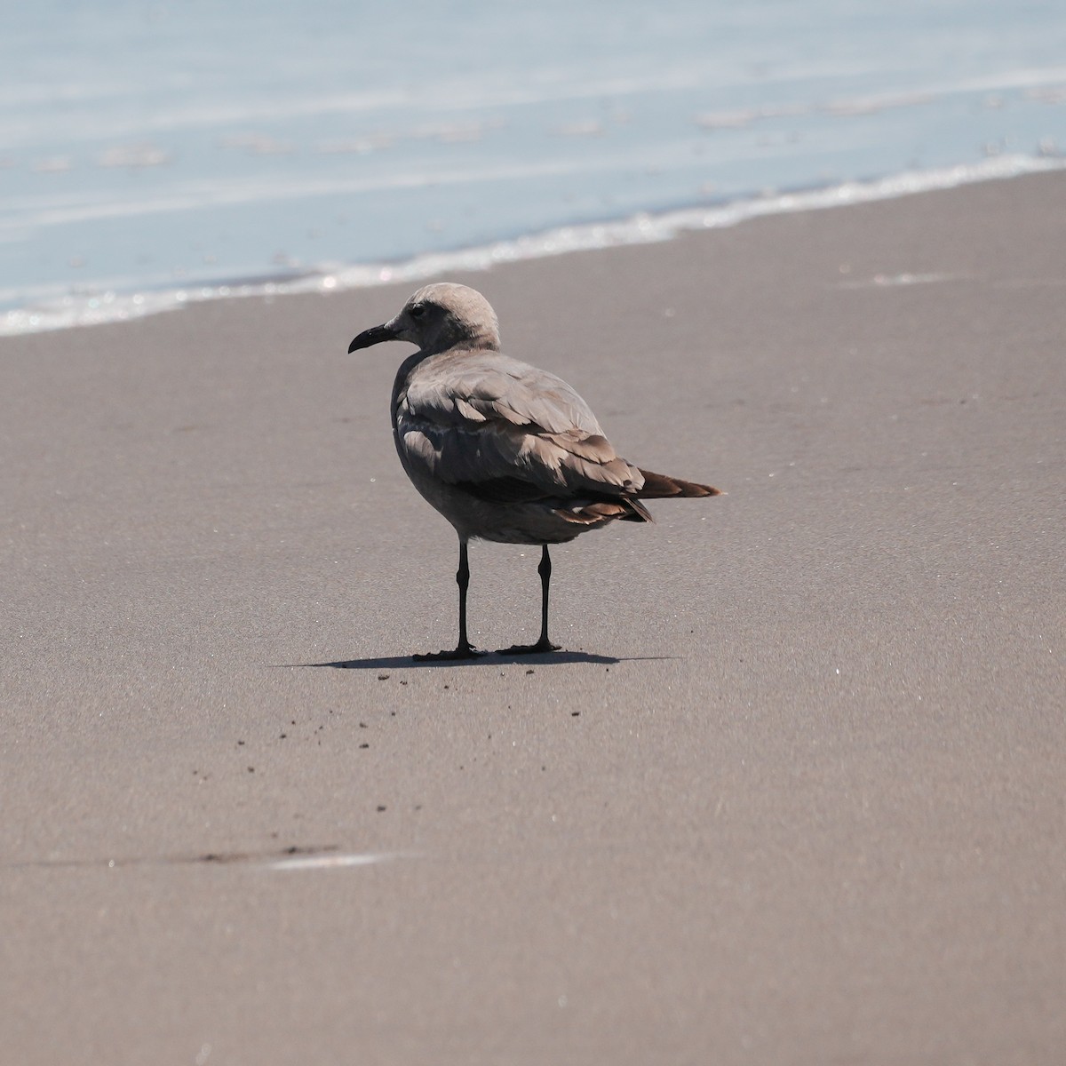 Gray Gull - ML647799079