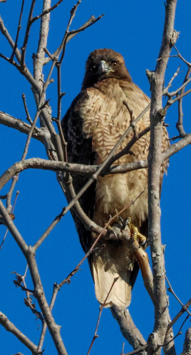 Red-tailed Hawk - ML647799081