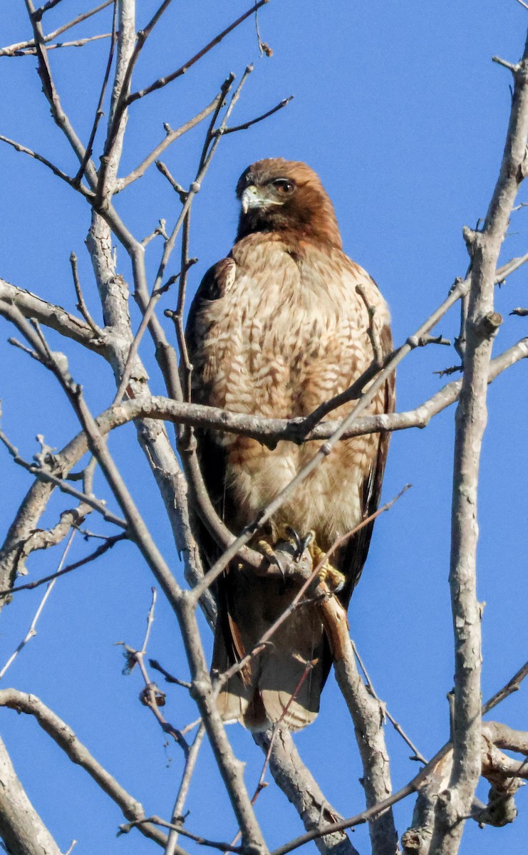 Red-tailed Hawk - ML647799082