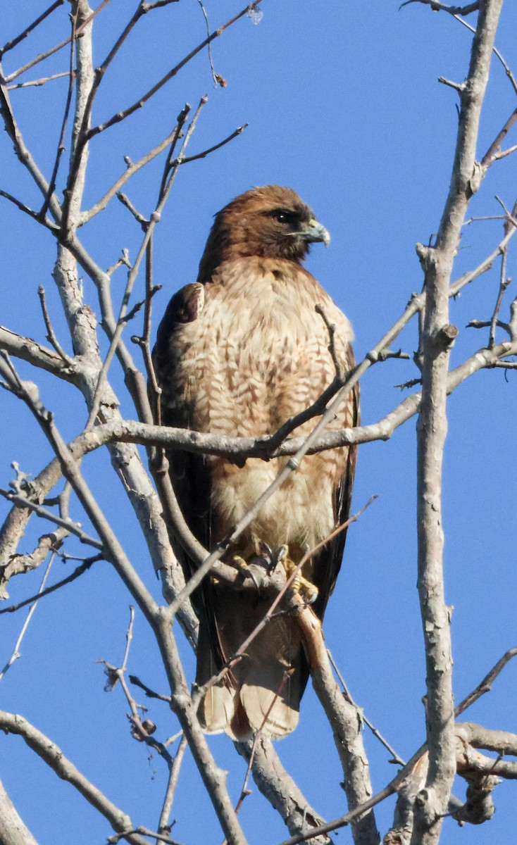 Red-tailed Hawk - ML647799083