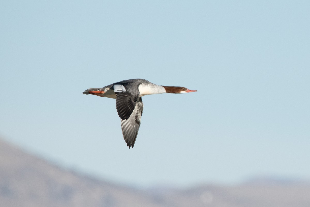 川秋沙 - ML647799087