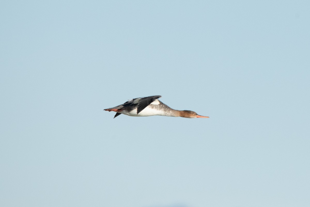 川秋沙 - ML647799088