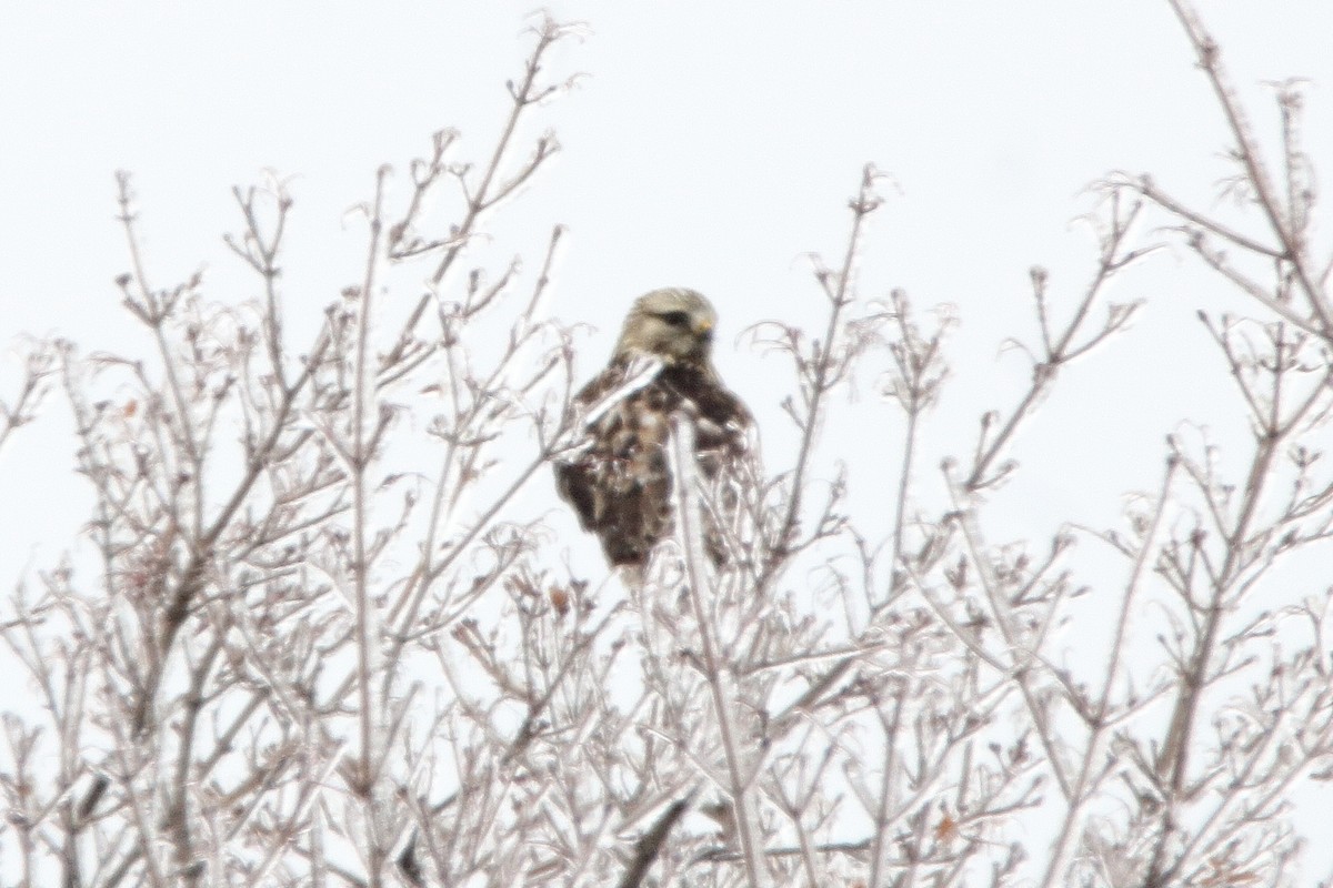 毛足鵟 - ML647799090