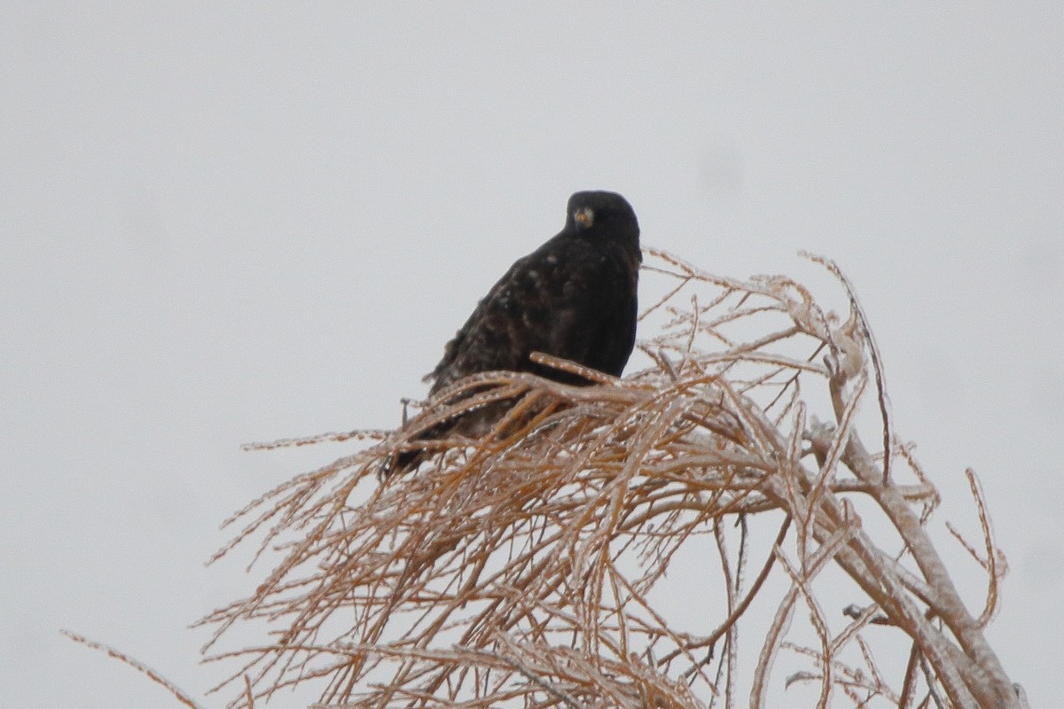 毛足鵟 - ML647799091