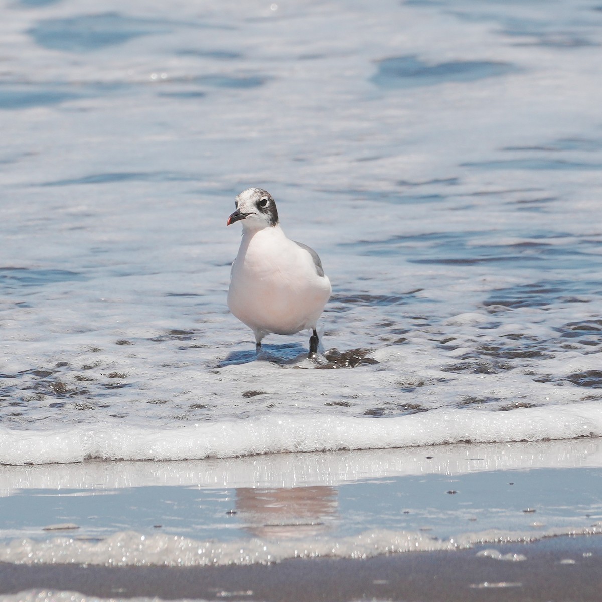 弗氏鷗 - ML647799094