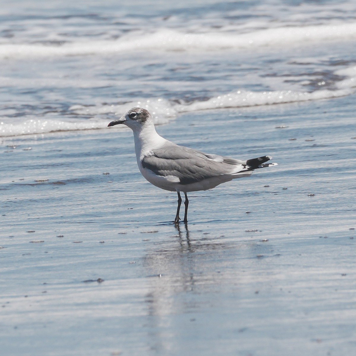 弗氏鷗 - ML647799095