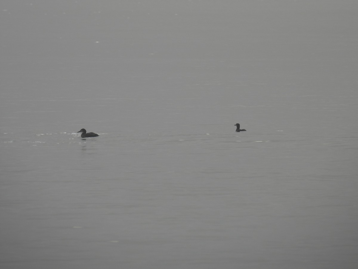 Common Loon - ML647799102