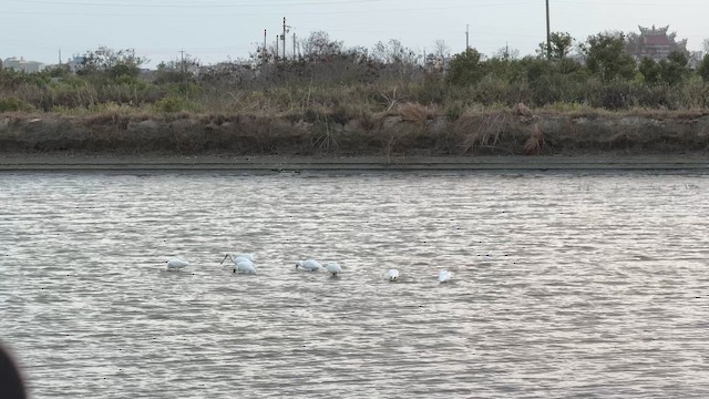 Black-faced Spoonbill - ML647799109