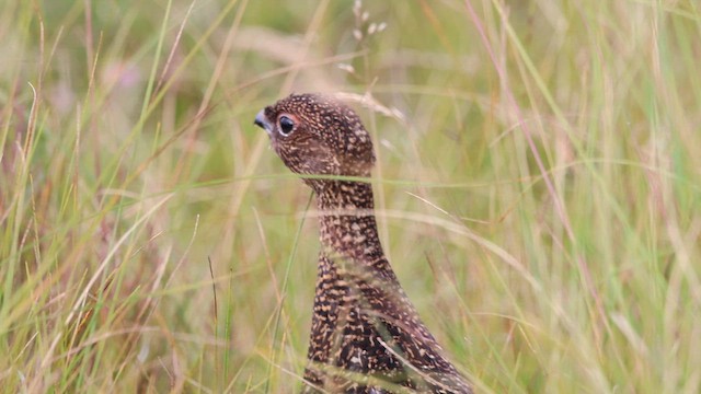 Red Grouse - ML647799114