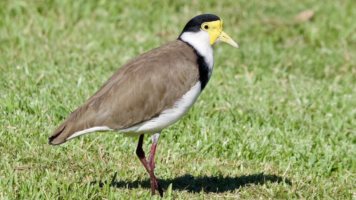 Hegabera maskaraduna - ML647799132